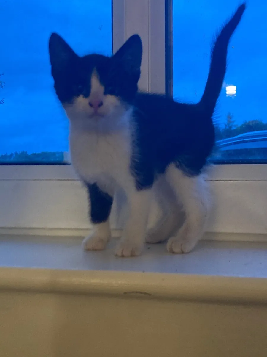 Kittens - Image 3