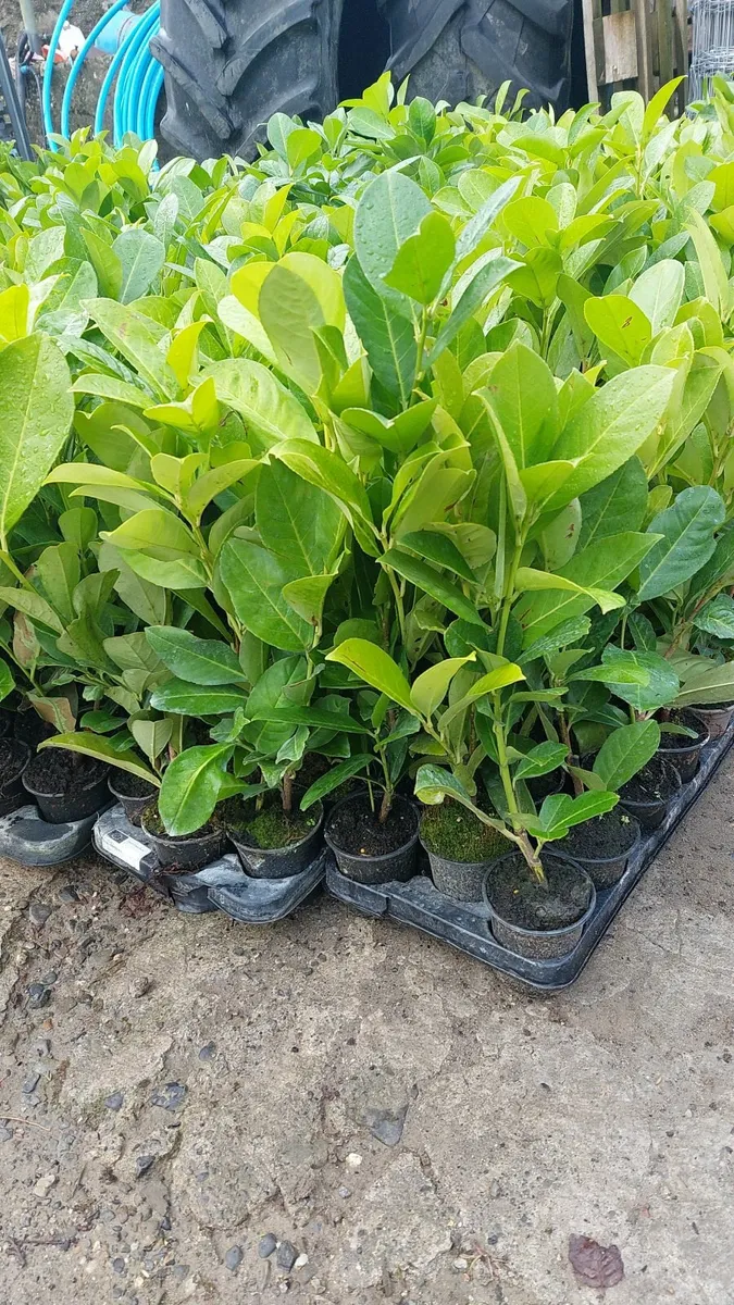 Laurel Hedging - Image 2