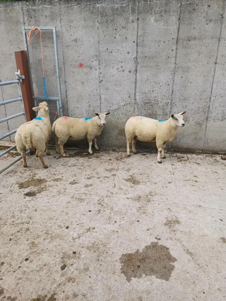 Charlois ewe lambs - Image 1