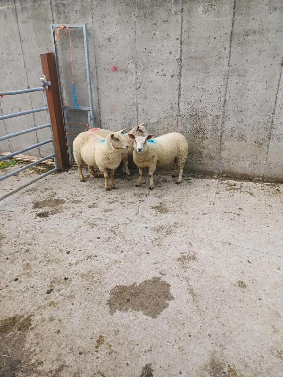 Charlois ewe lambs - Image 2