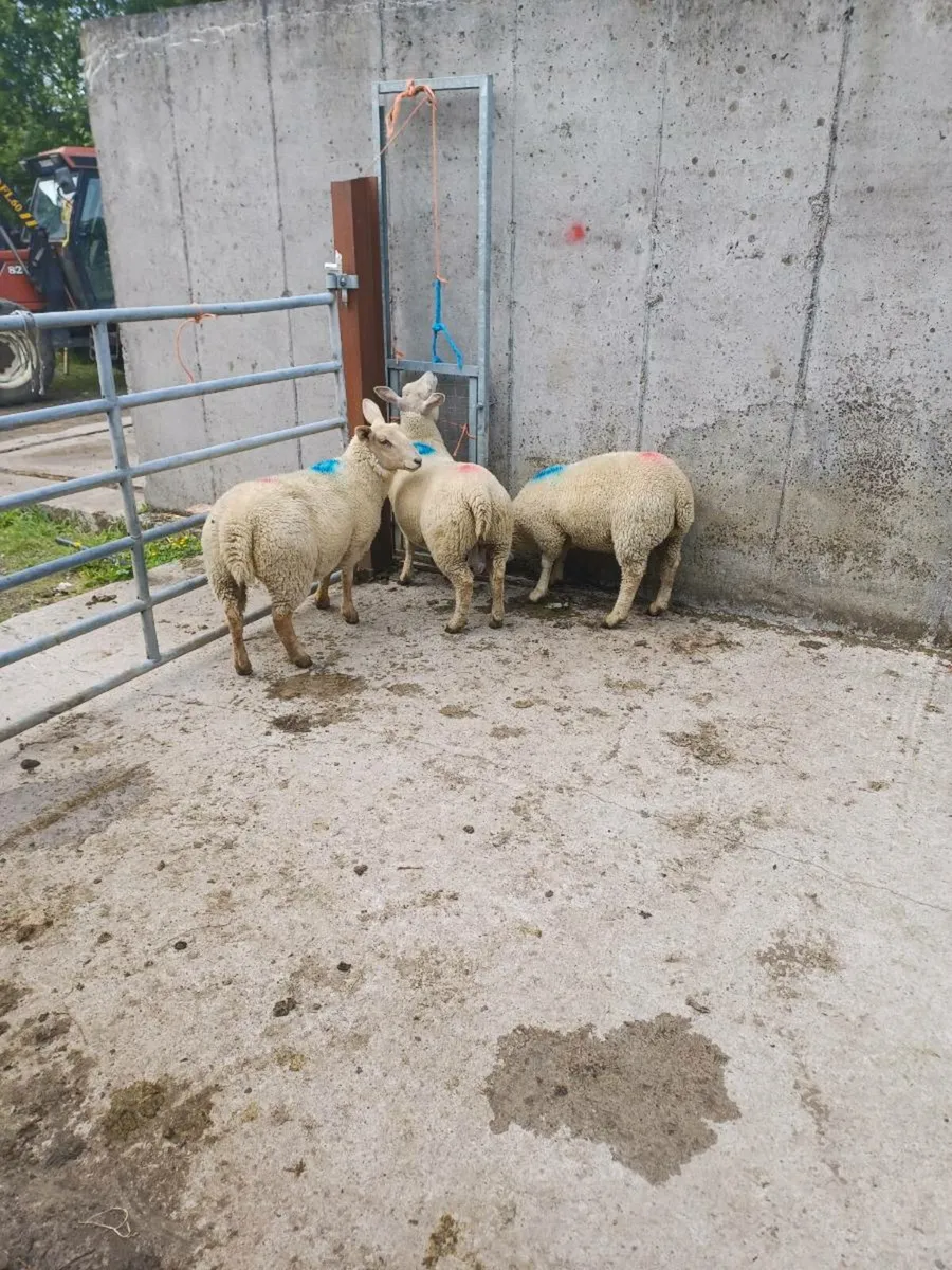 Charlois ewe lambs - Image 3