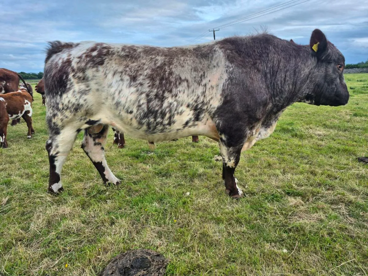 Purebred Registered Shorthorn Bull - Image 3