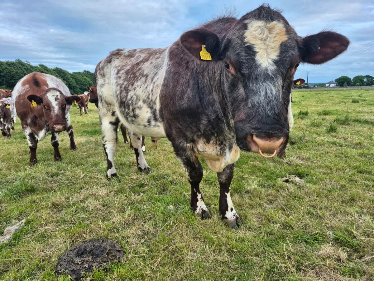 Purebred Registered Shorthorn Bull - Image 1