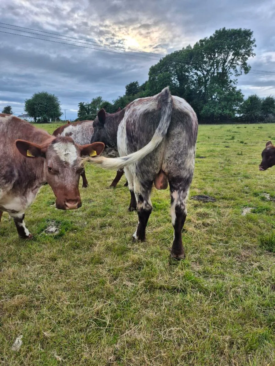 Purebred Registered Shorthorn Bull - Image 2