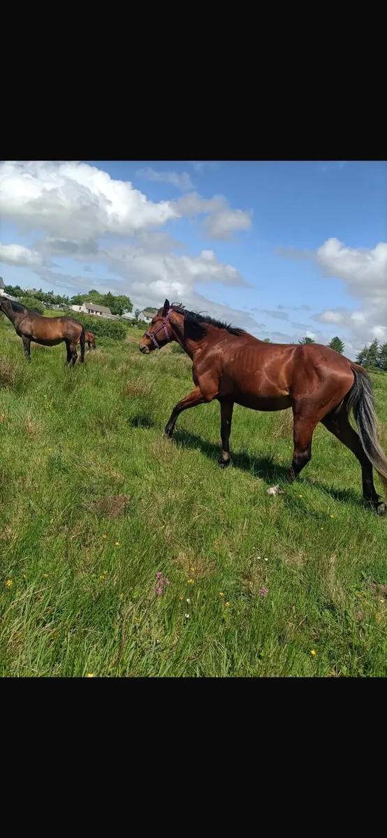 3yo gelding - Image 1