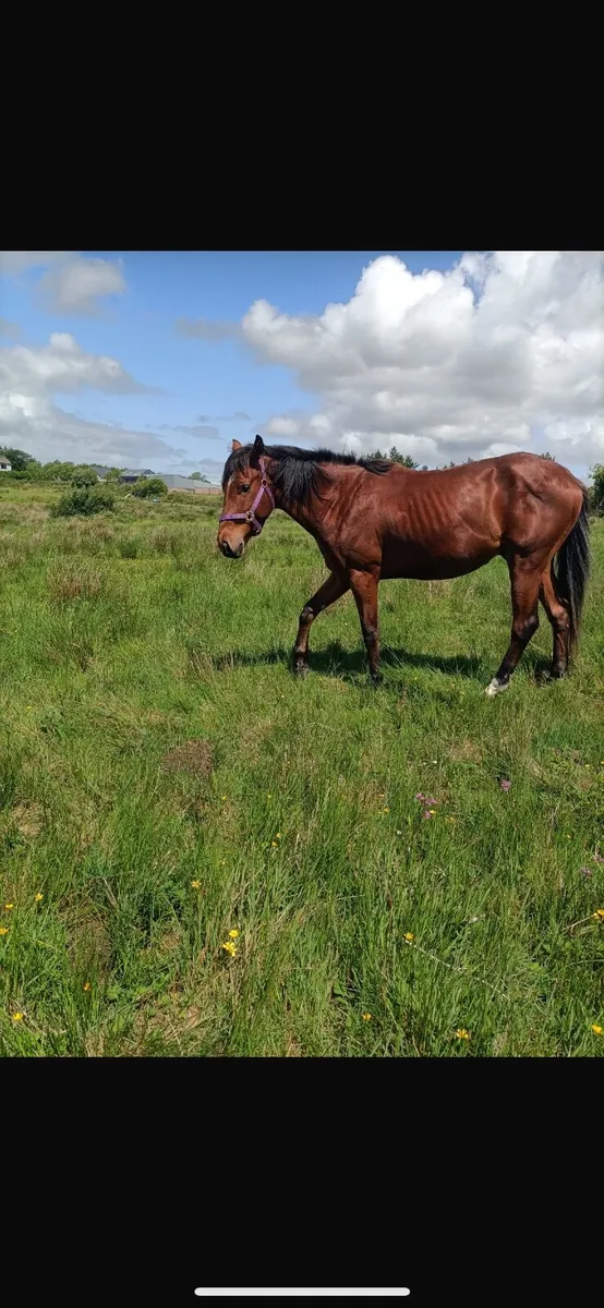 3yo gelding - Image 2