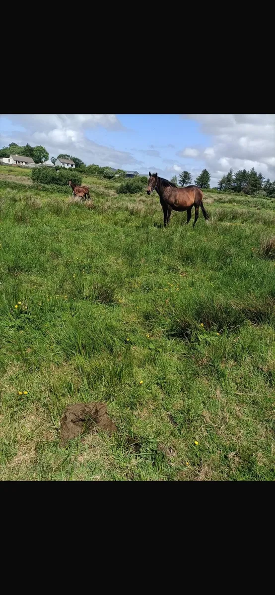 3yo gelding - Image 3