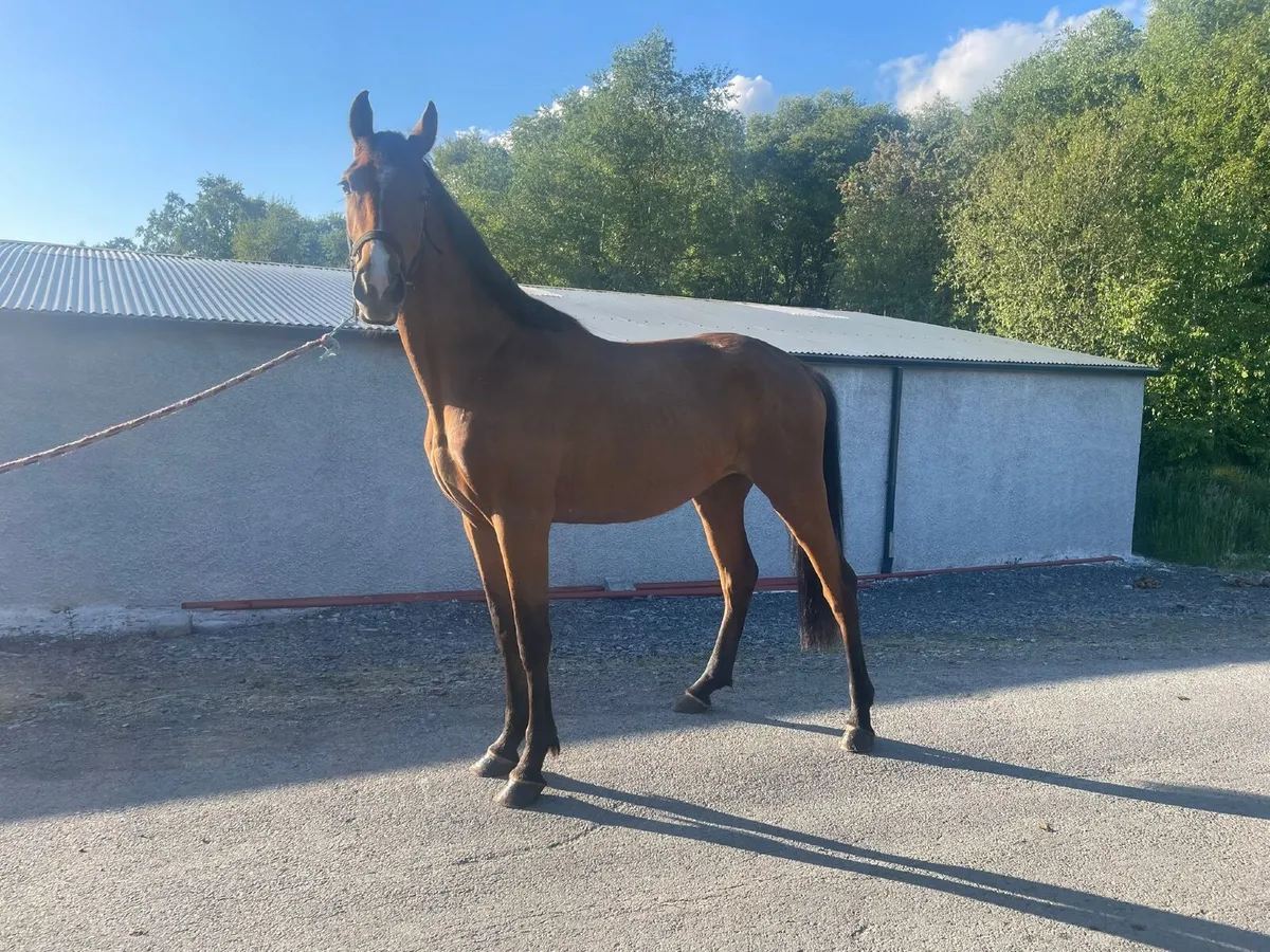 * ALICANTE Filly for sale - Image 3