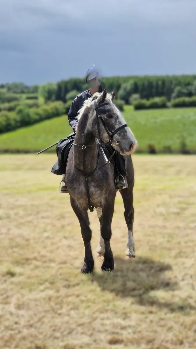 16.1 Dapple Grey Gelding - Image 1