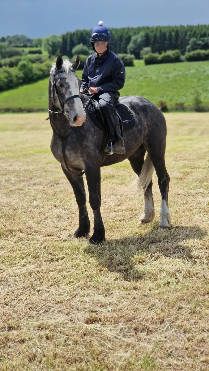16.1 Dapple Grey Gelding - Image 2