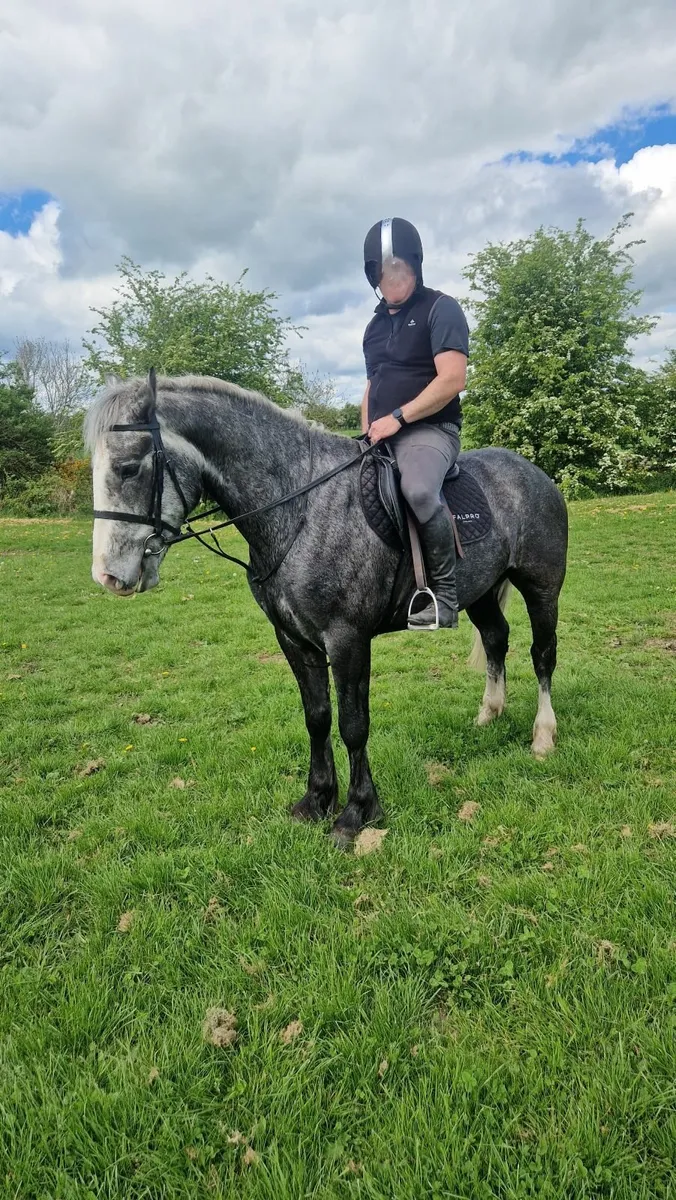 16.1 Dapple Grey Gelding - Image 3
