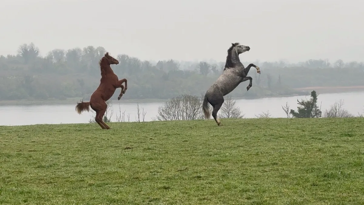 ISH Colt by Sligo Candy Boy - Image 1