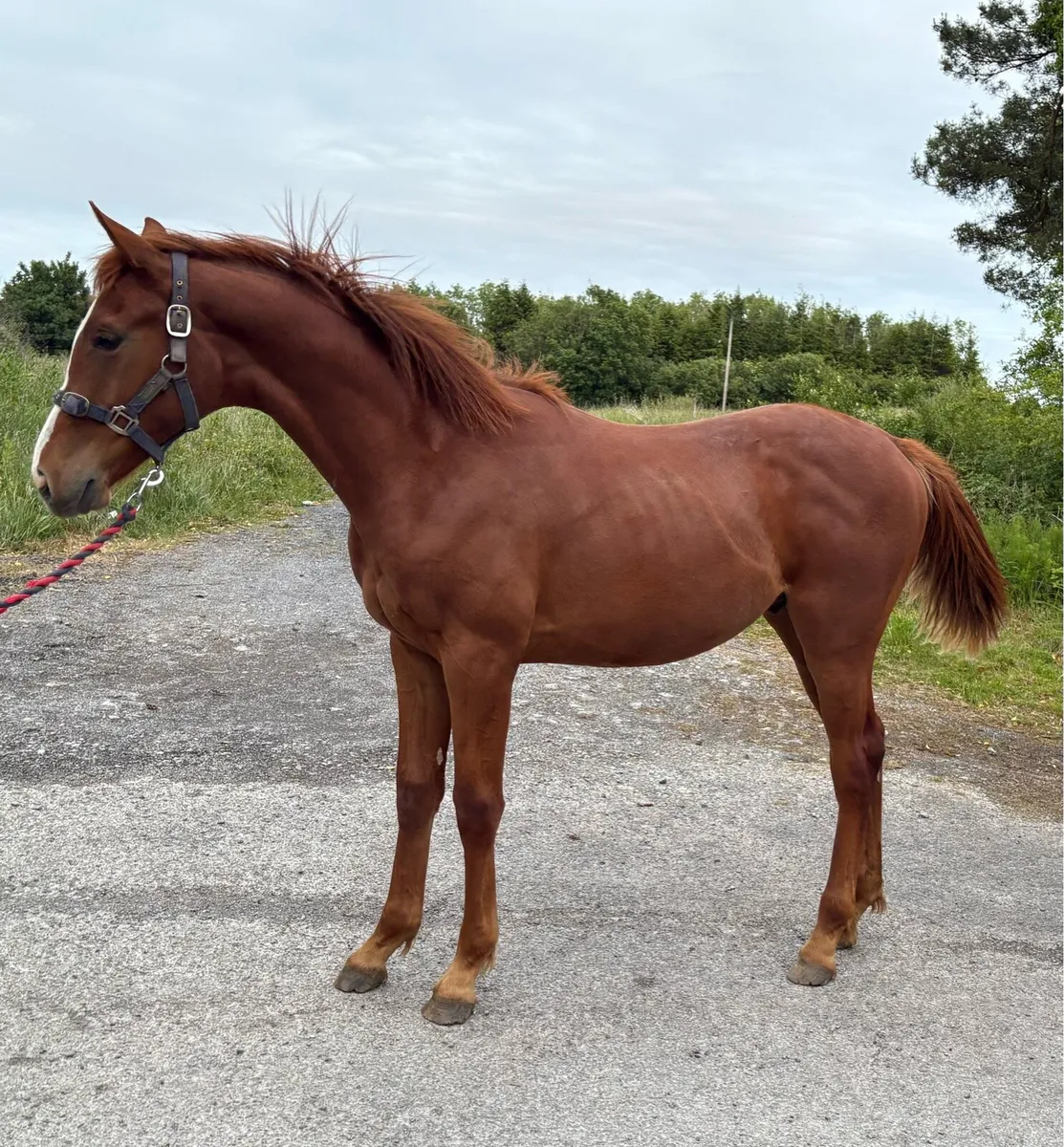 ISH Colt by Sligo Candy Boy - Image 2