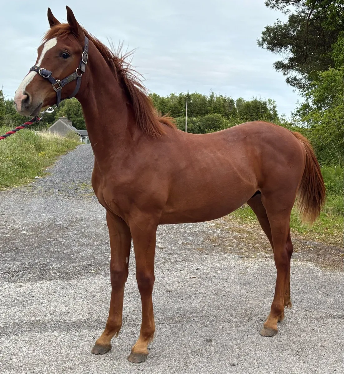 ISH Colt by Sligo Candy Boy - Image 3