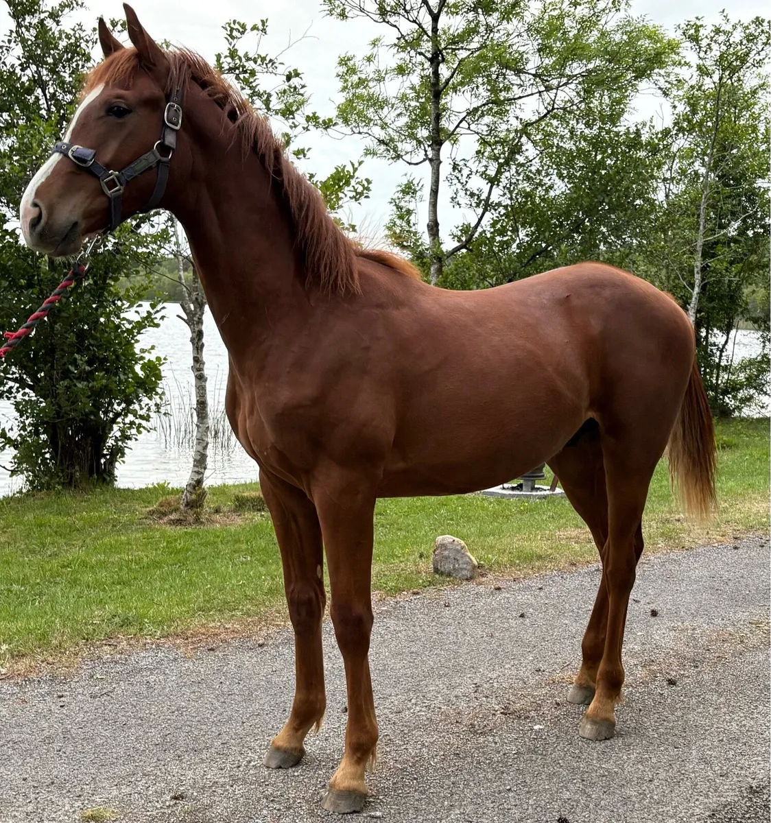 ISH Colt by Sligo Candy Boy - Image 4