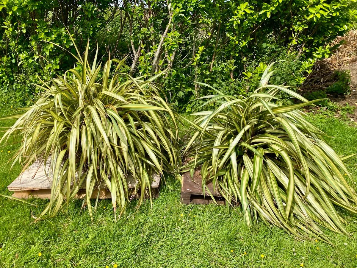 Large Flax Plants x 2 approx 1meter diameter - Image 1