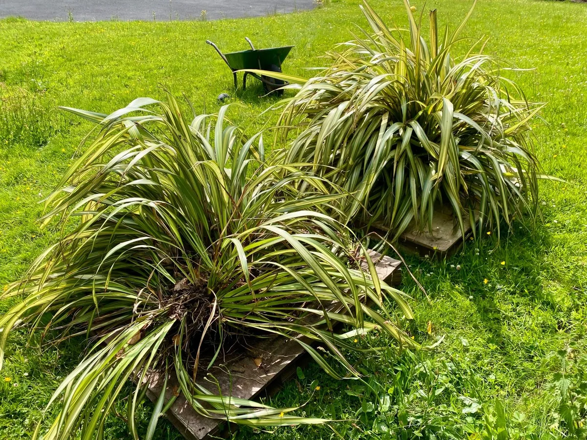 Large Flax Plants x 2 approx 1meter diameter - Image 2