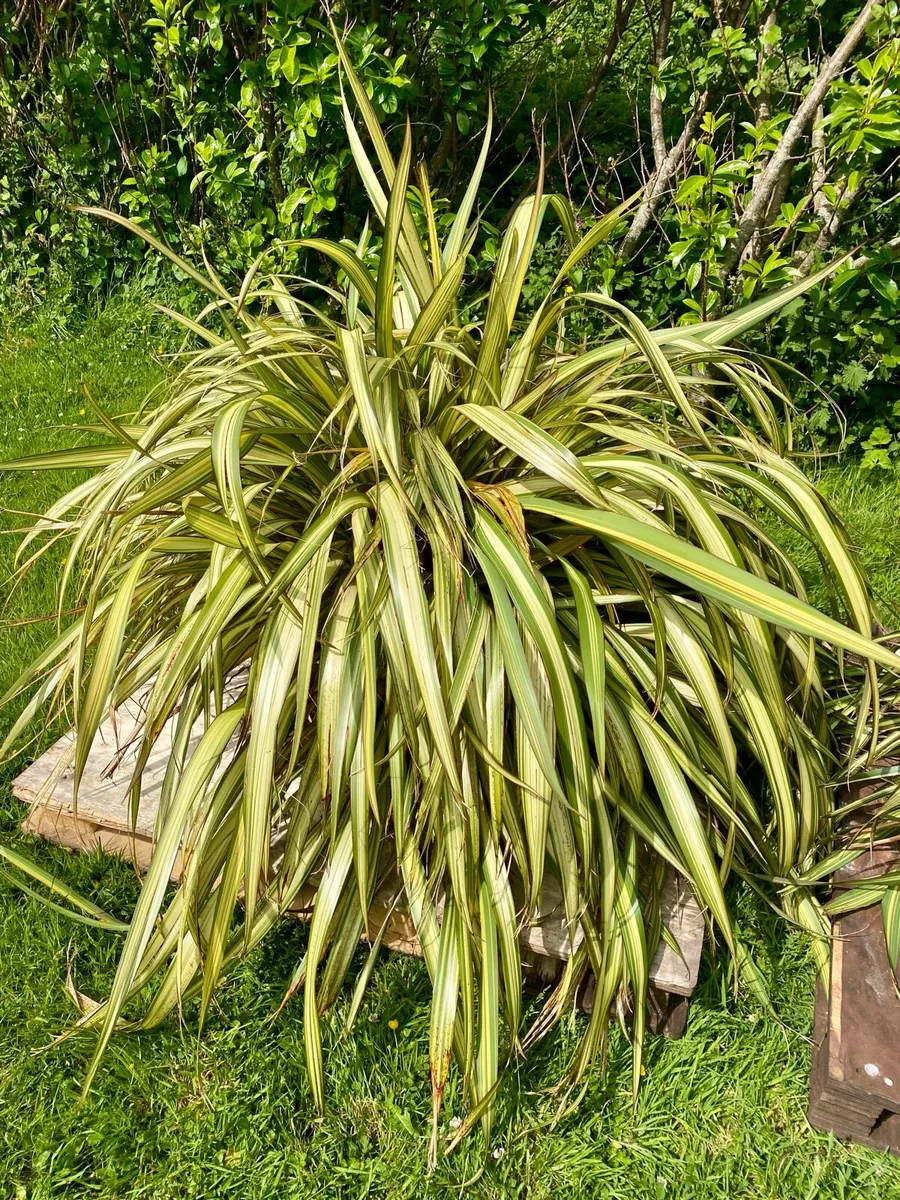 Large Flax Plants x 2 approx 1meter diameter - Image 3