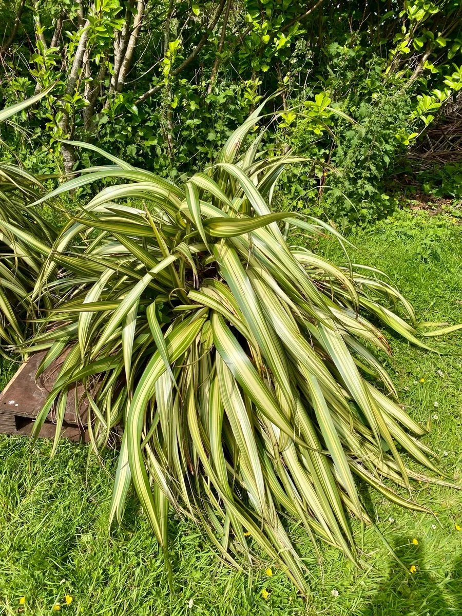 Large Flax Plants x 2 approx 1meter diameter - Image 4
