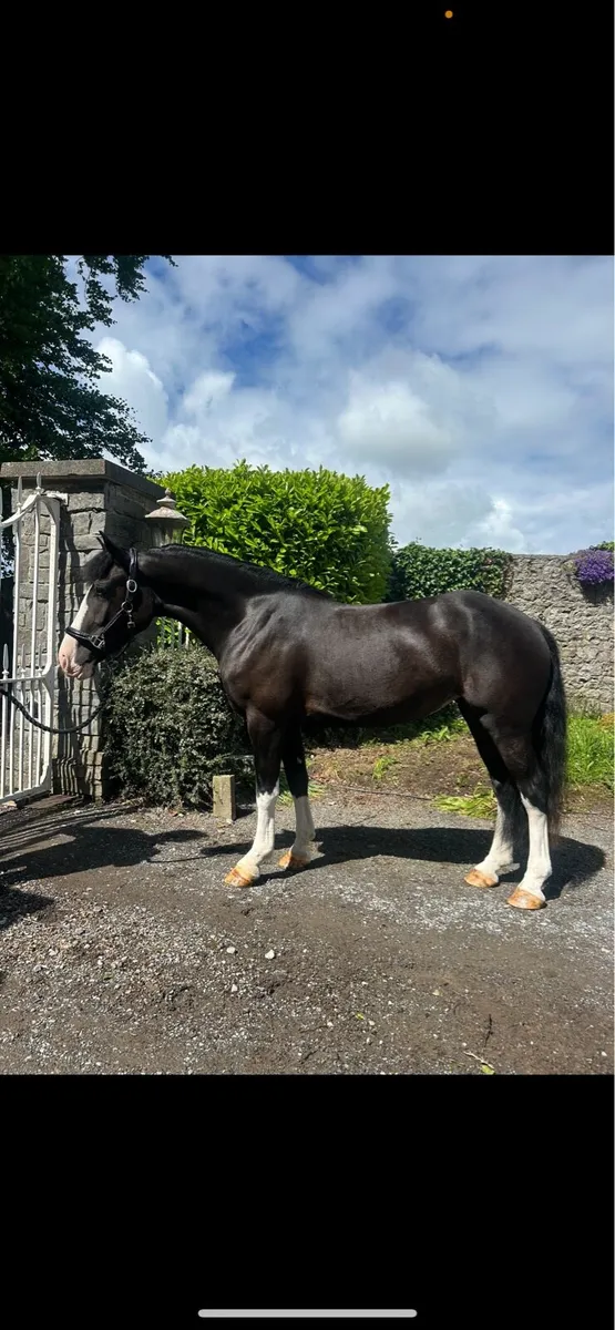 Exceptional 4 yr old 14.2hh honest and talented - Image 1
