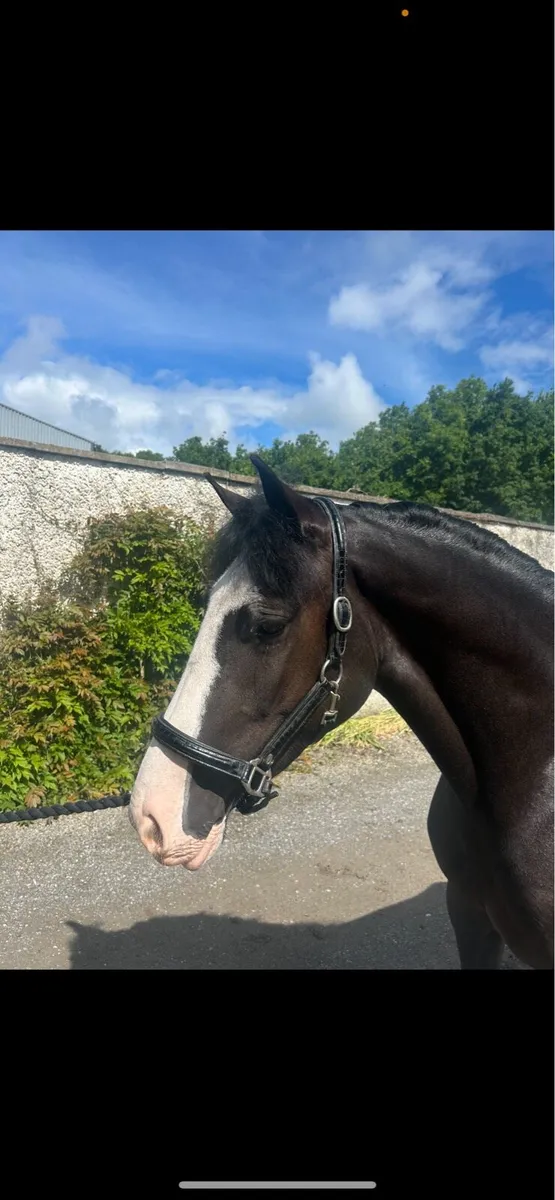 Exceptional 4 yr old 14.2hh honest and talented - Image 2