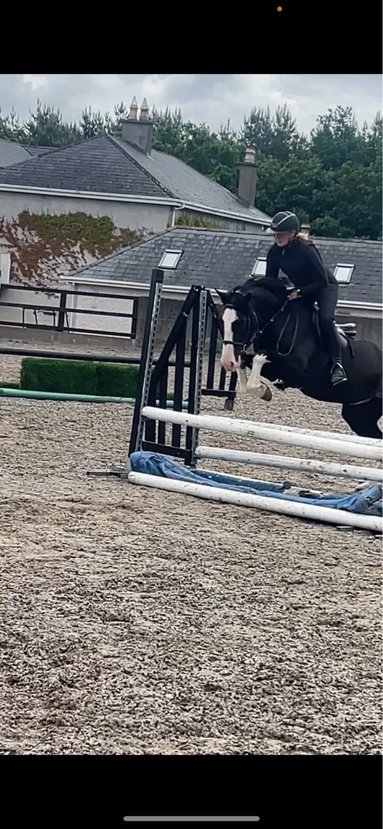 Exceptional 4 yr old 14.2hh honest and talented - Image 3