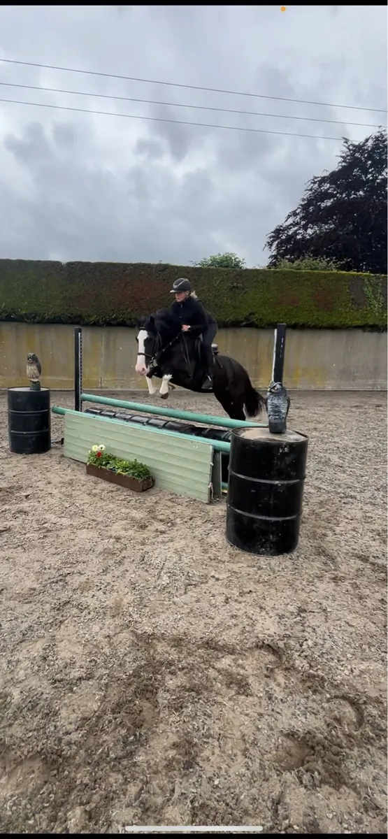 Exceptional 4 yr old 14.2hh honest and talented - Image 4