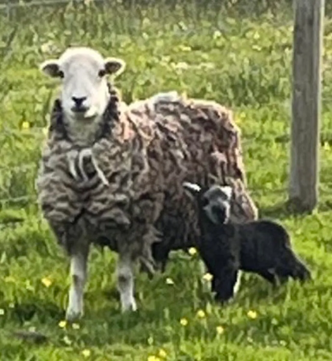 2Herdwick Hogget PBNR 1Herdwick ram lamb 1Ram PBNR - Image 1