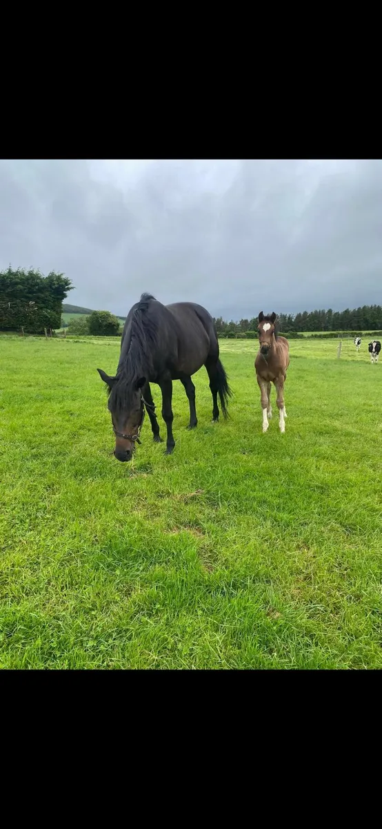 Mare and Foal