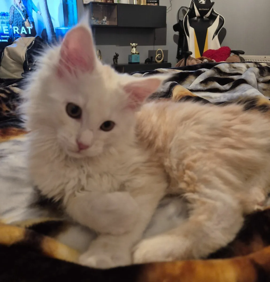 Maine coon kitten - Image 2