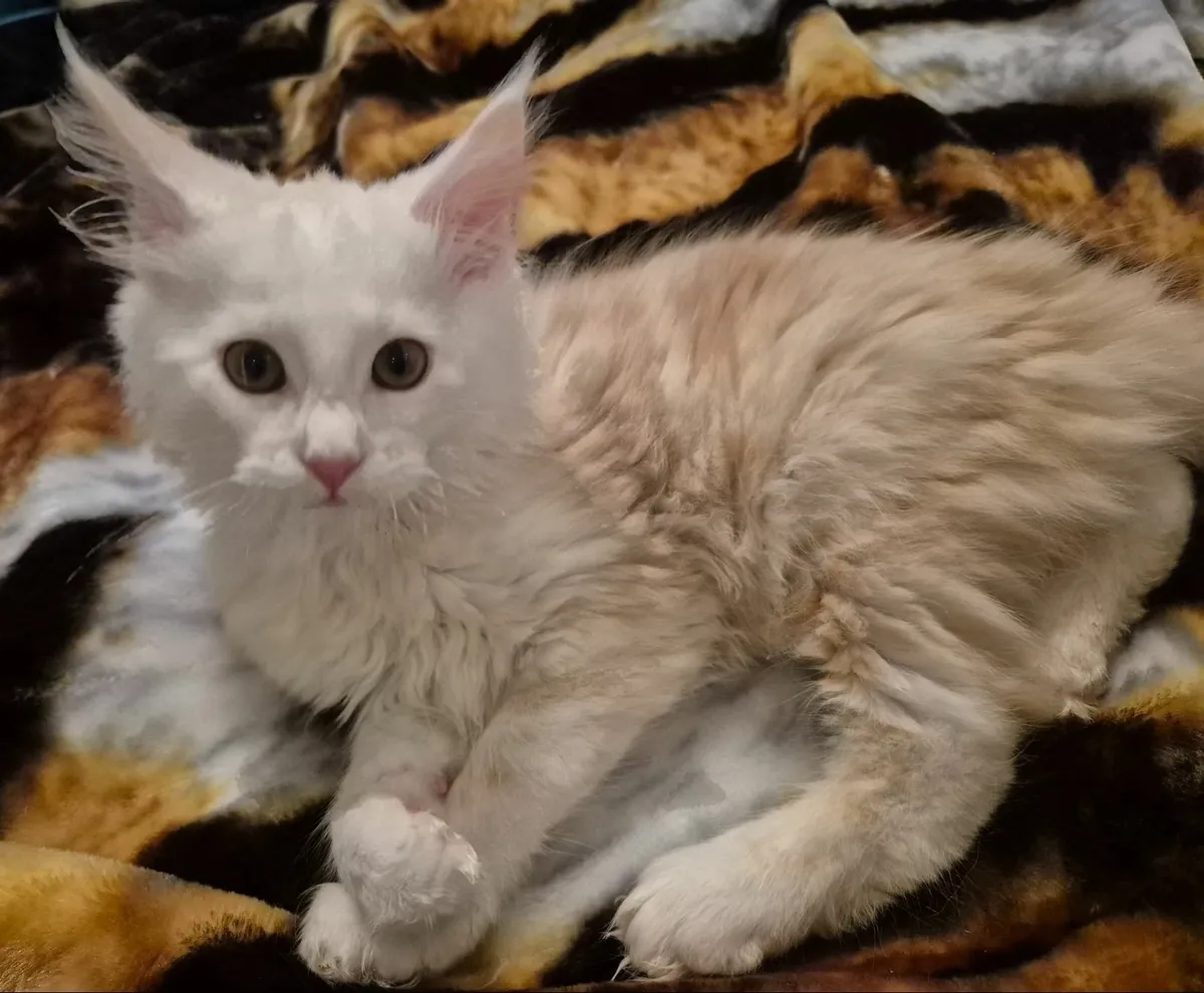 Maine coon kitten - Image 3