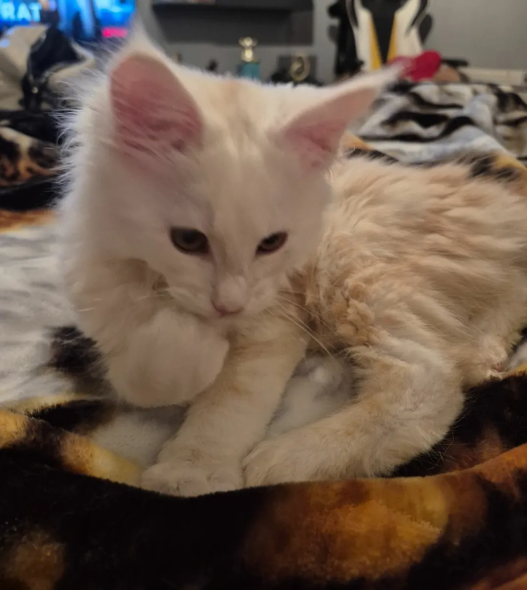 Maine coon kitten - Image 4