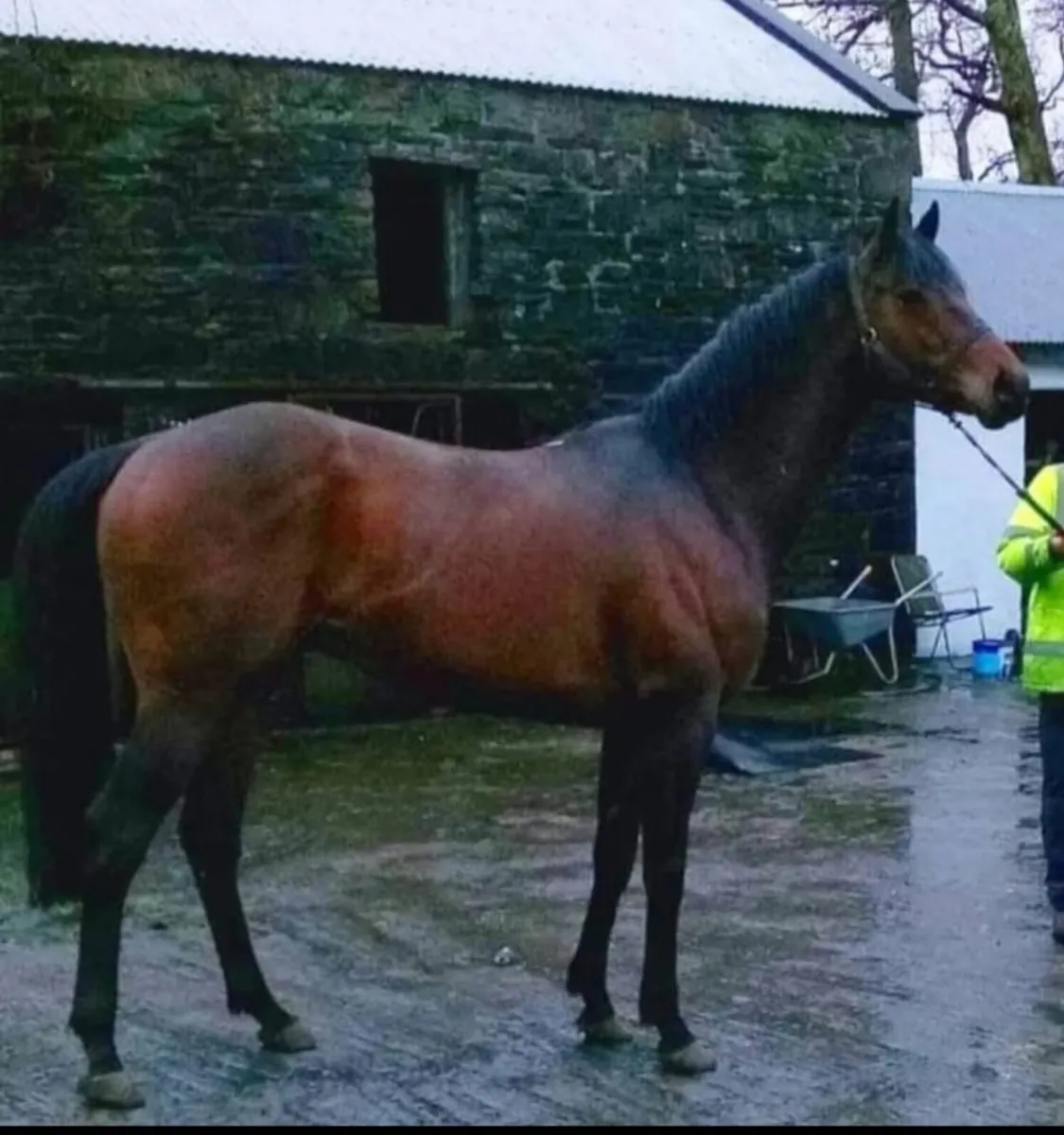 Hotstepper (TB) stallion at stud for RID mares - Image 4