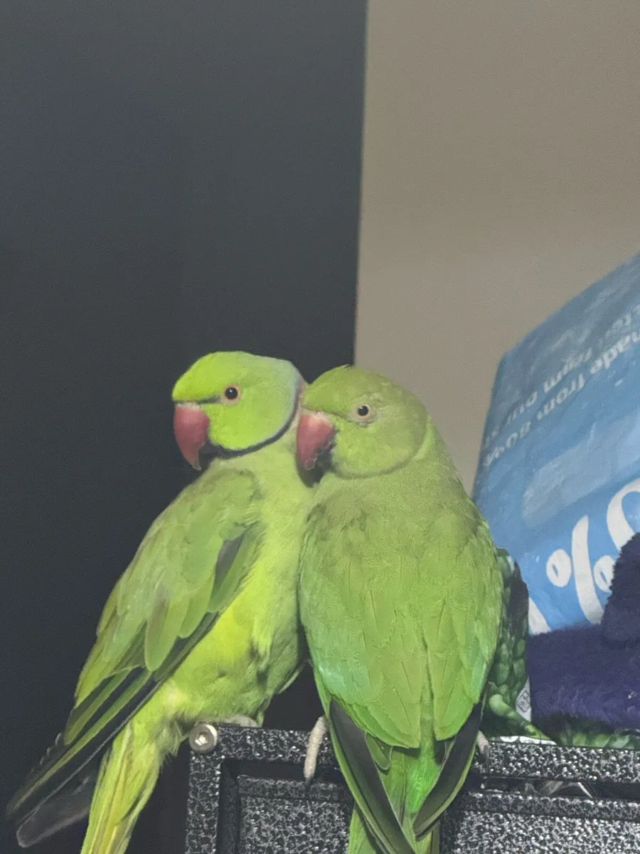 Indian ringneck parrot - Image 1