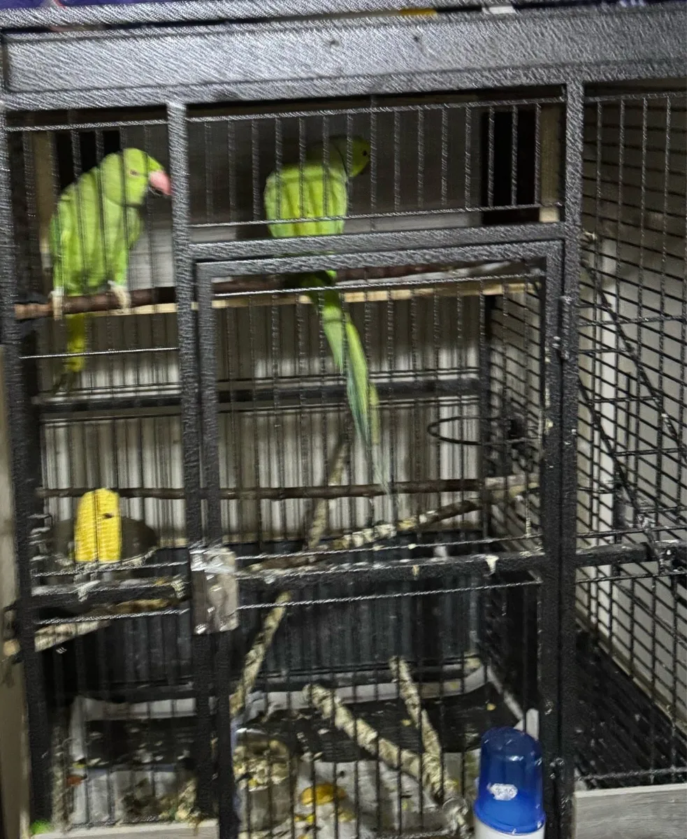 Indian ringneck parrot - Image 2