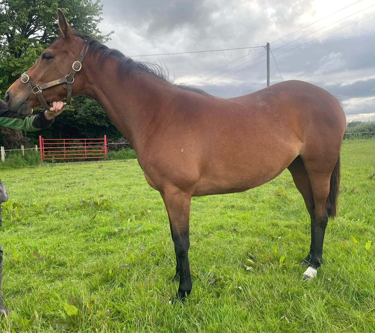 4 YO TB Filly - Image 1