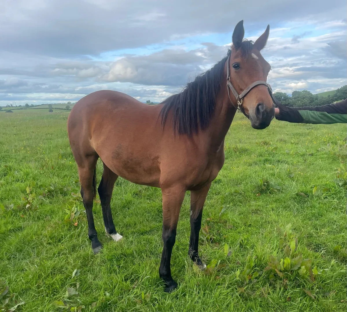4 YO TB Filly - Image 2
