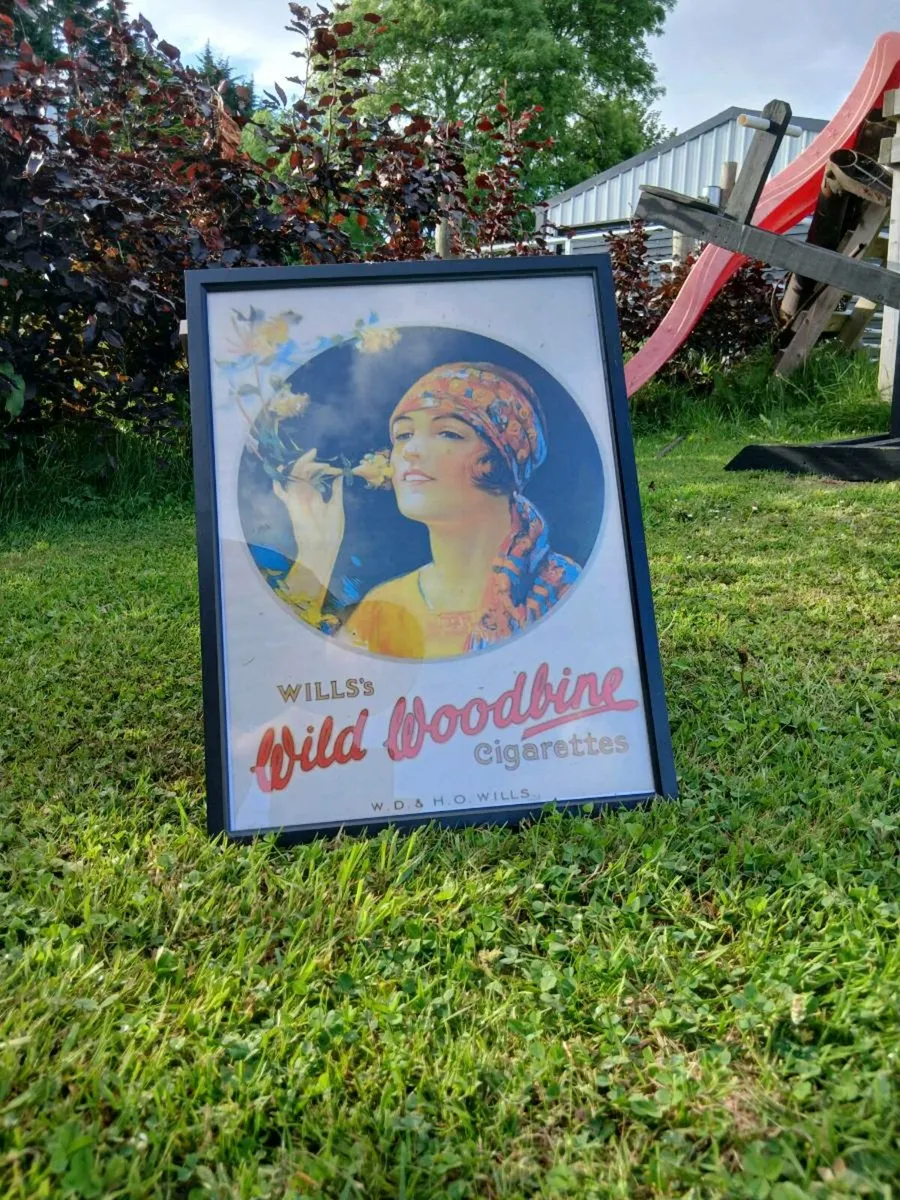 Framed Wills Wild Woodbine Advert - Image 1