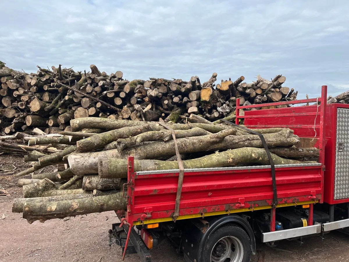 Firewood - Image 1