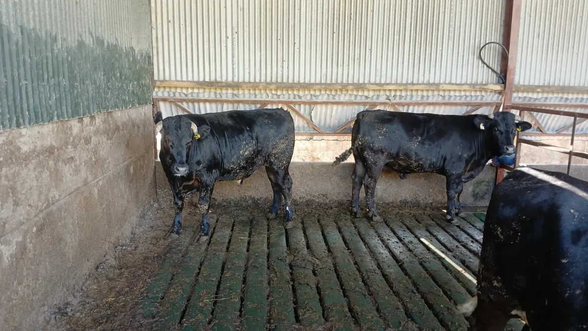 Beef cattle Enniscorthy Mart 17th of June - Image 1