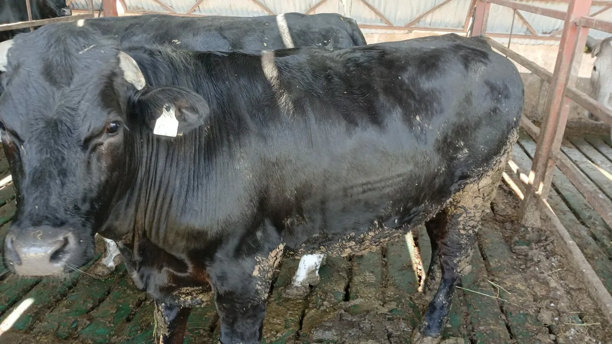 Beef cattle Enniscorthy Mart 17th of June - Image 2