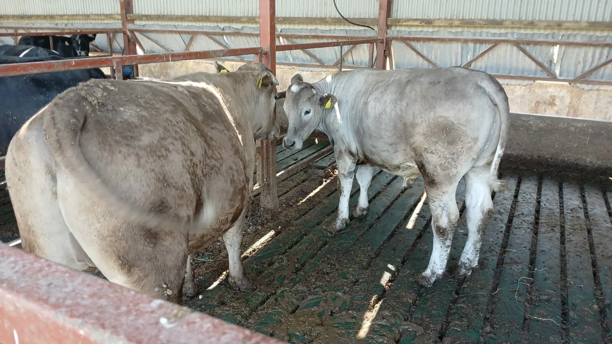 Beef cattle Enniscorthy Mart 17th of June - Image 3