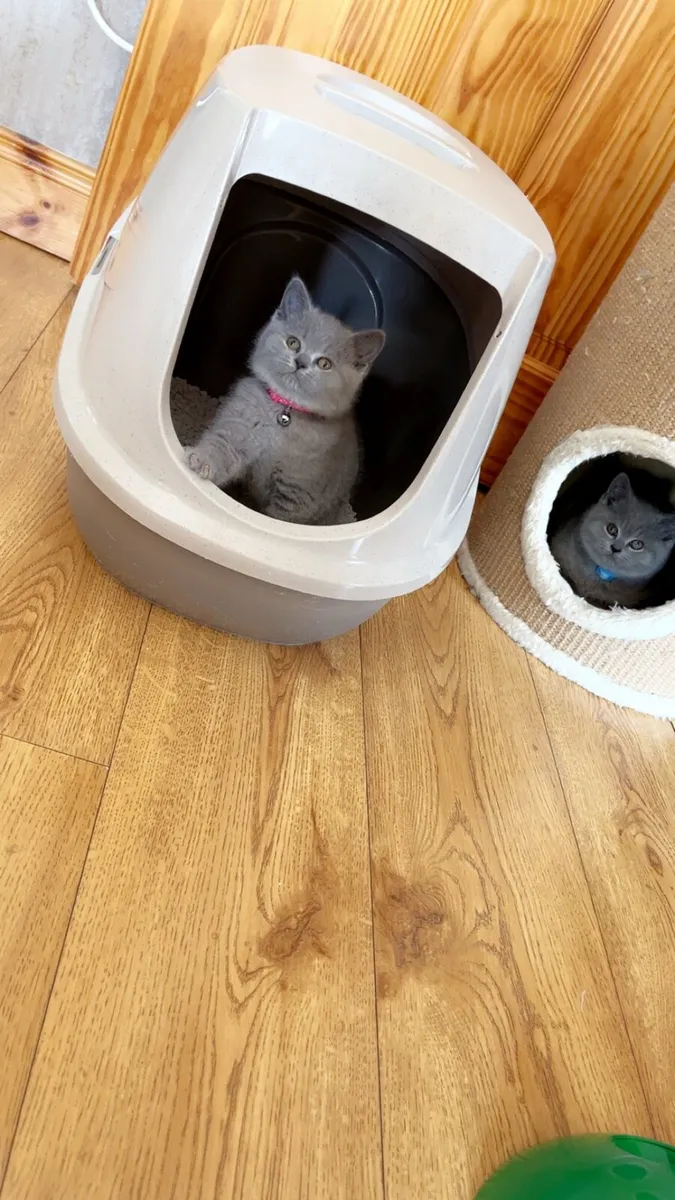 British shorthair kitten - Image 2