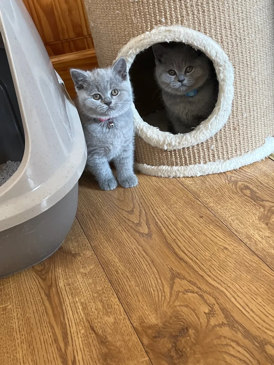 British shorthair kitten - Image 4