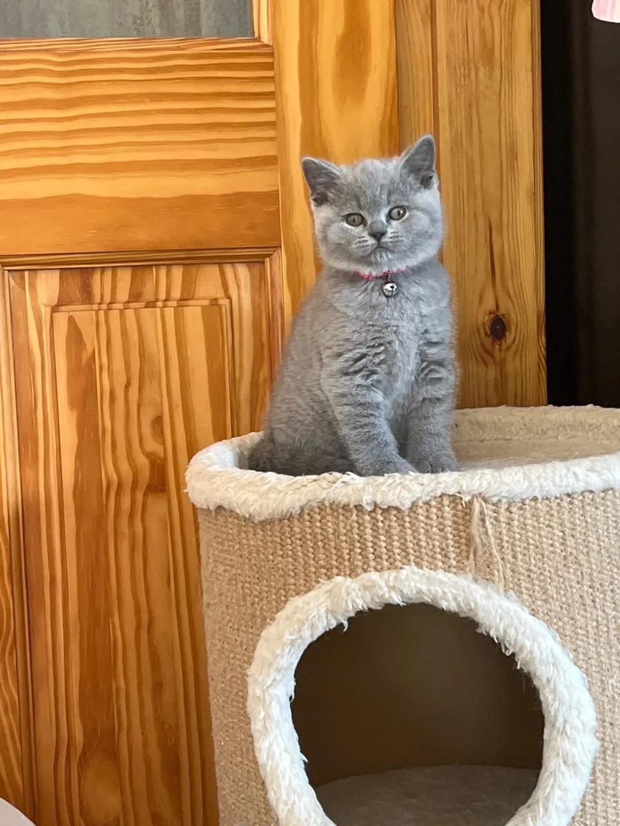 British shorthair kitten - Image 1