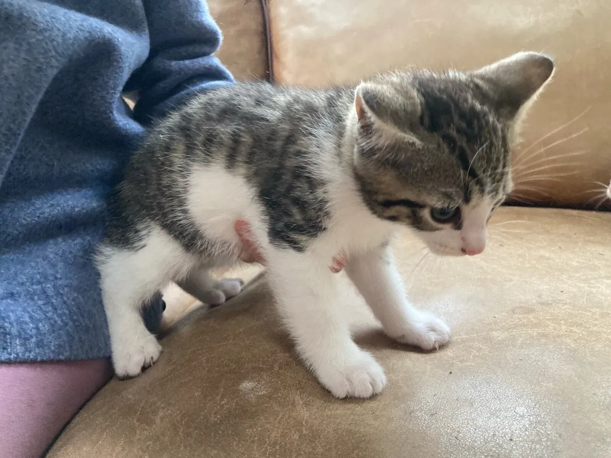 Kitten 1 male - Image 4