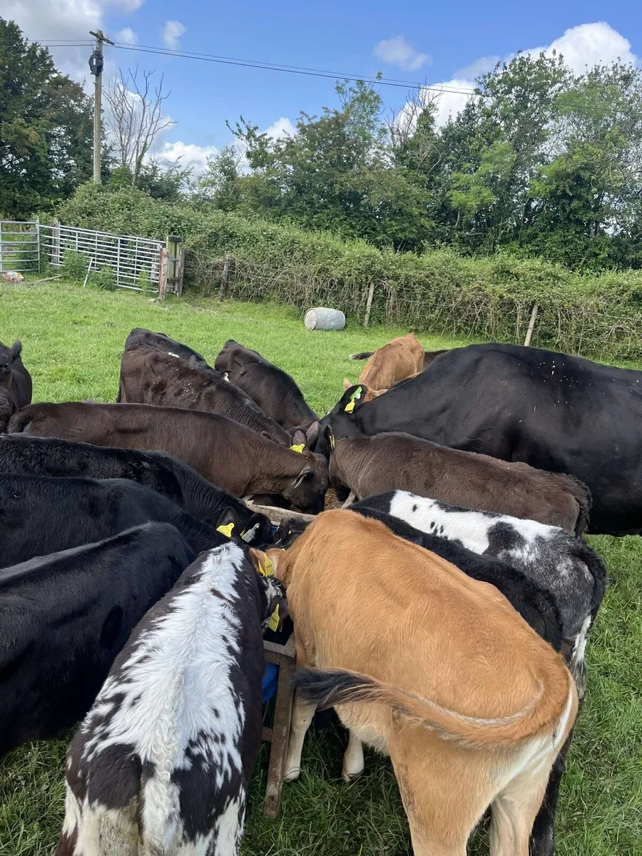 23 smashing reared calves for sale - Image 2