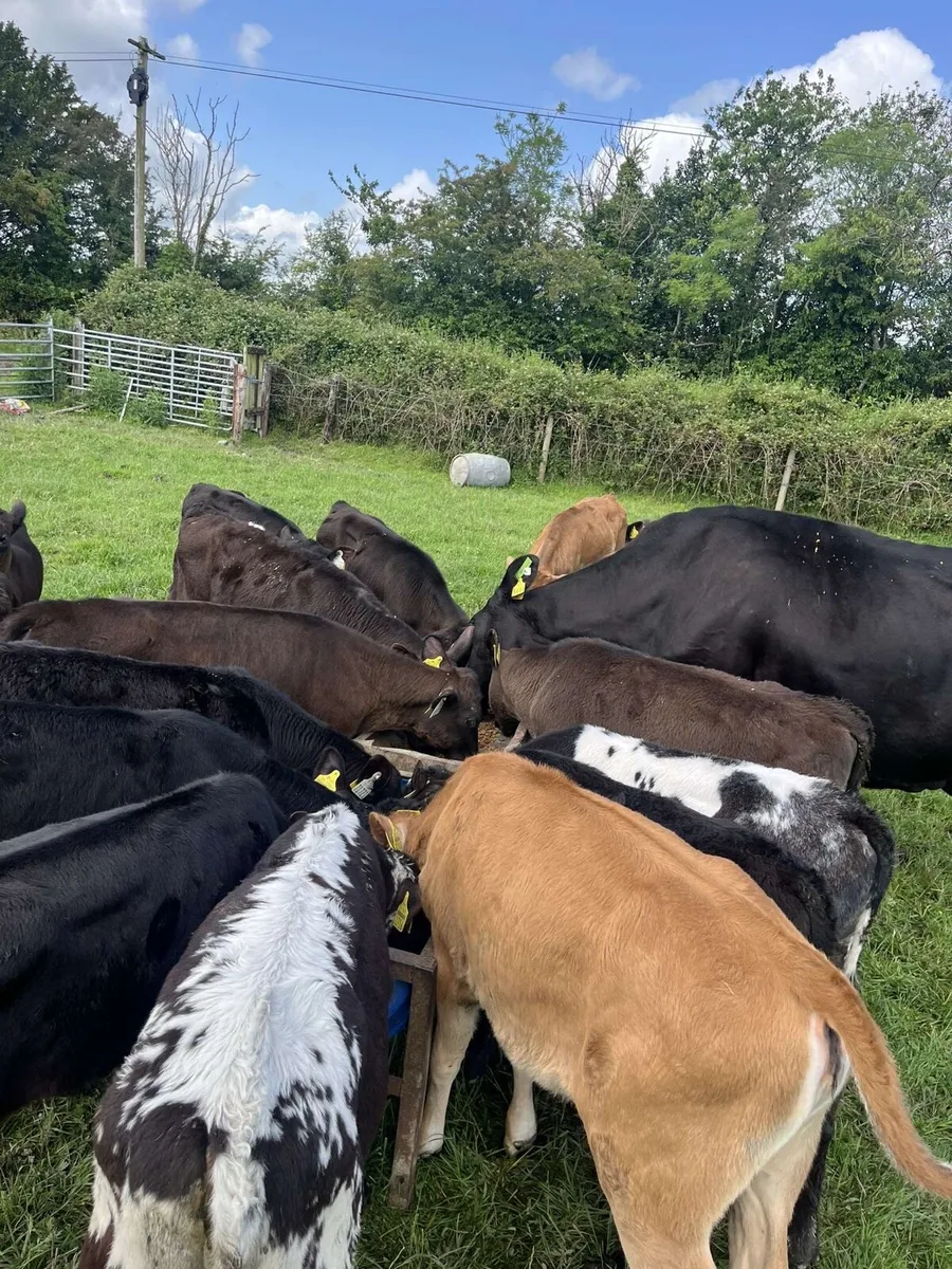 23 smashing reared calves for sale - Image 3