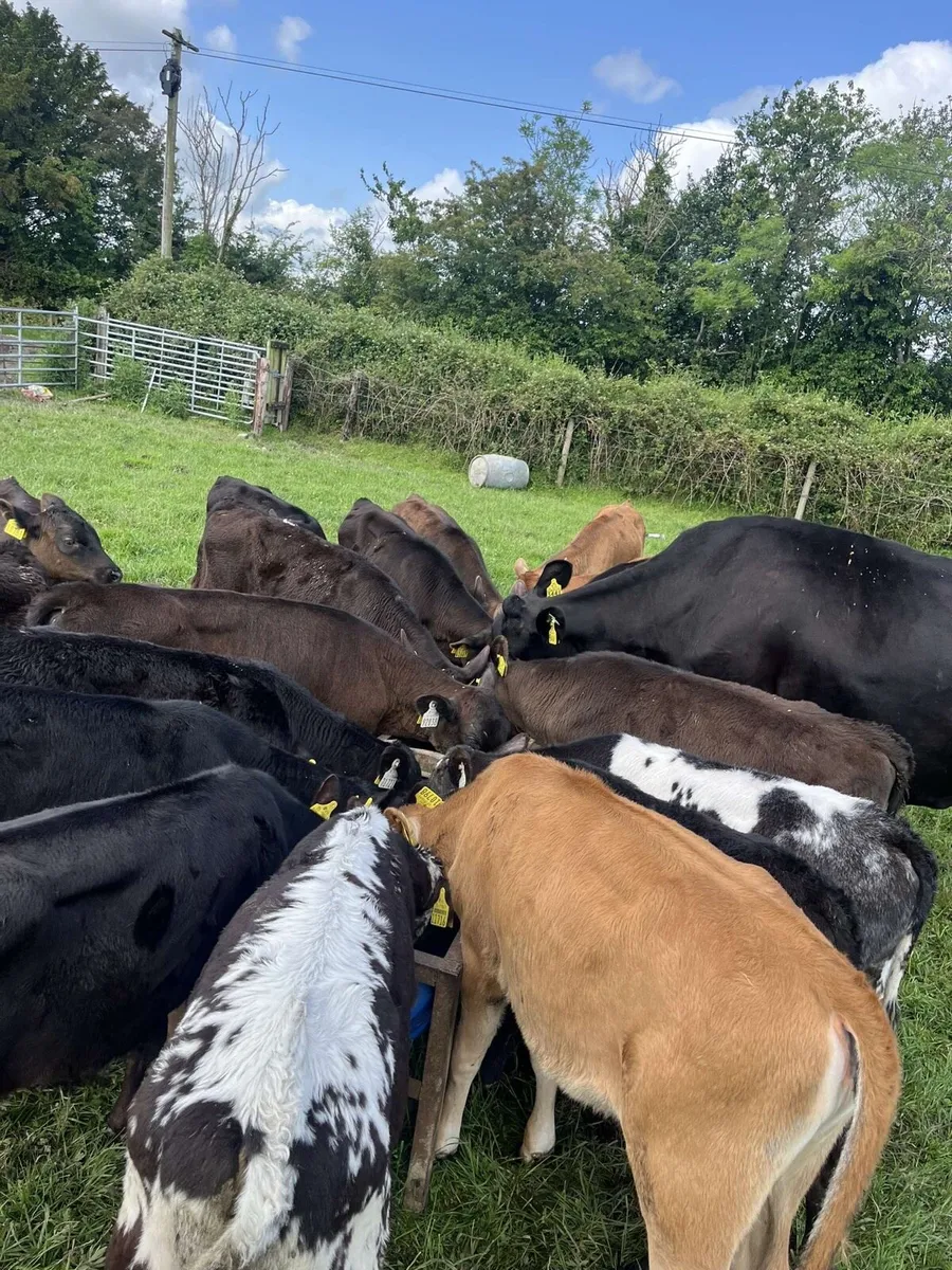 23 smashing reared calves for sale - Image 4