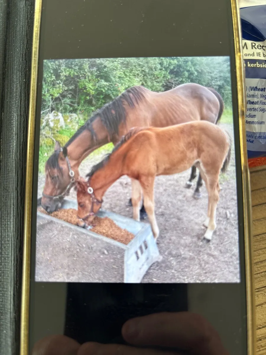 Mare and foal - Image 1